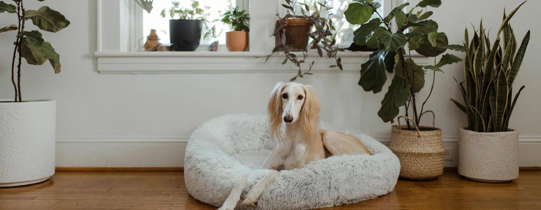 large dog sits in its bed under a windowsill full of potted plants
